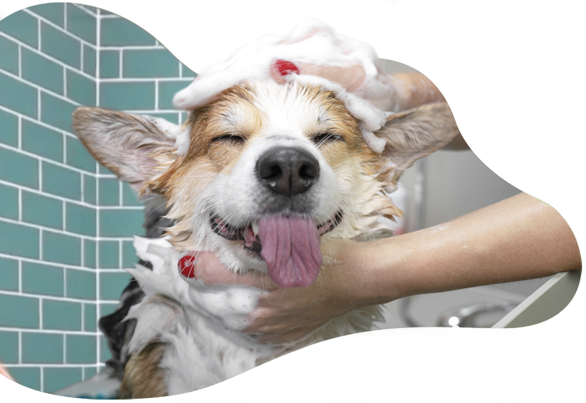 Dog being washed